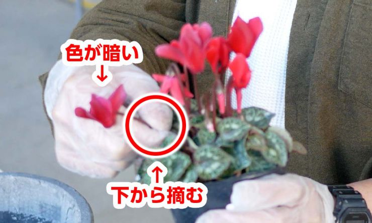 花がらを摘む