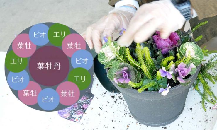 残りの植物を植える