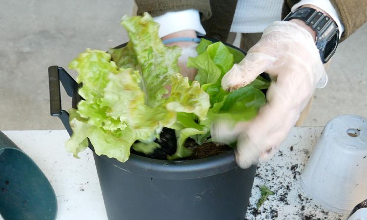 サンチュを並べて植える