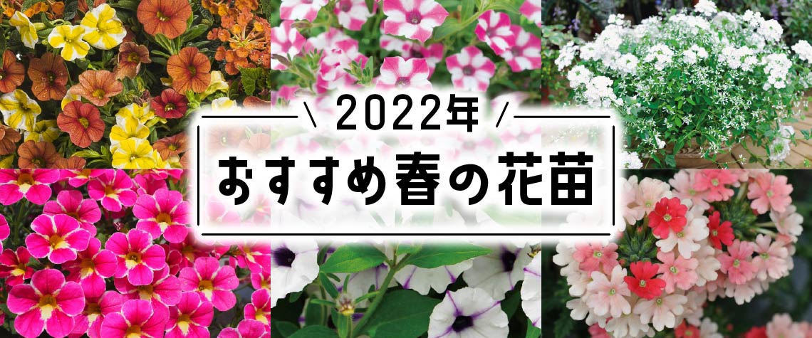 2022年おすすめ春の花苗
