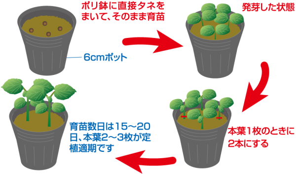 育苗パターン