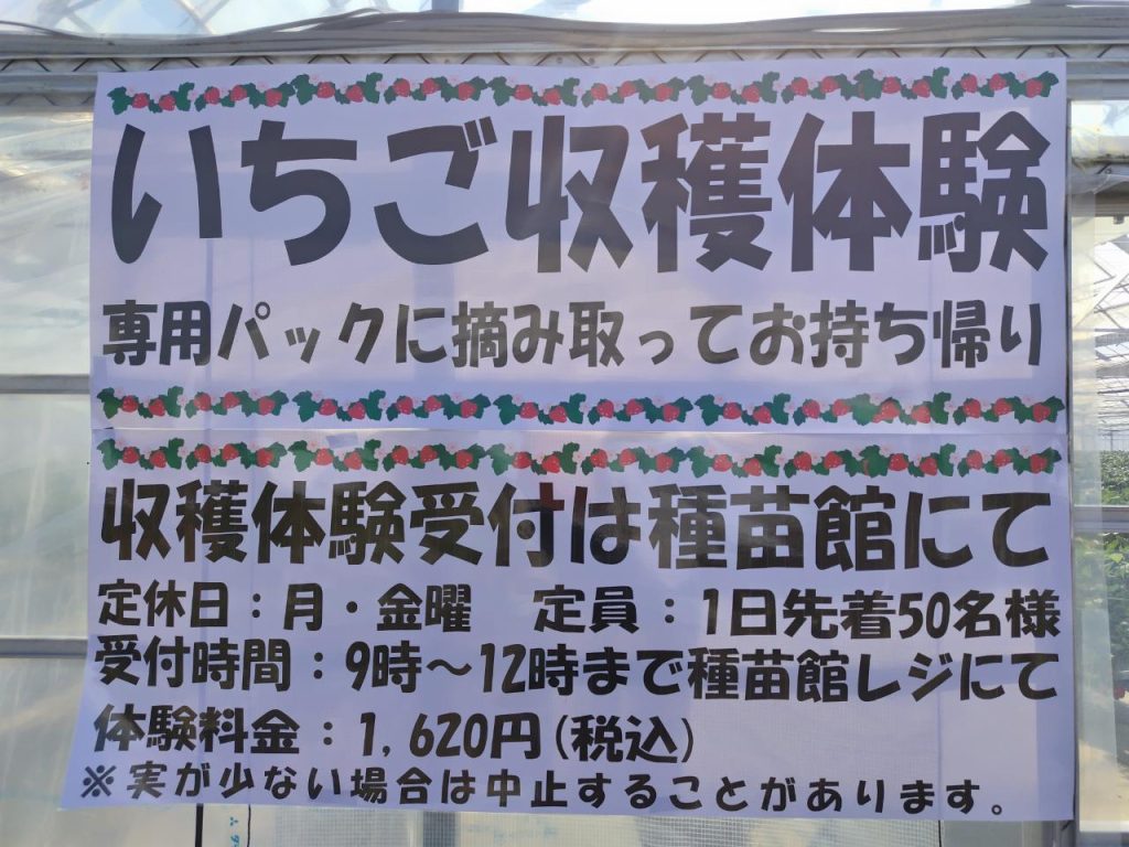いちご収穫体験