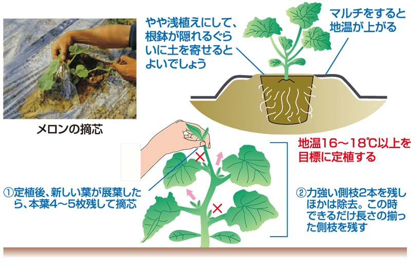 定植後の管理