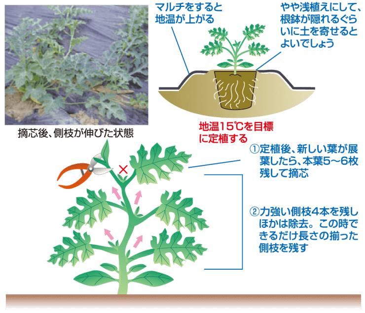 植え付けから収穫まで】スイカ栽培の手引き【接ぎ木苗の育て方】 | ホームセンターバロー