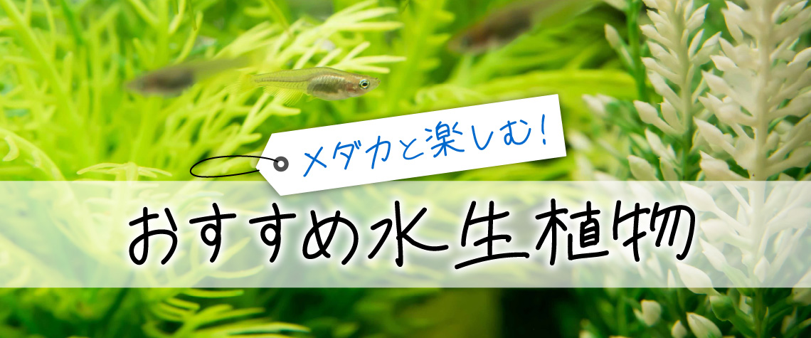 おすすめ水生植物