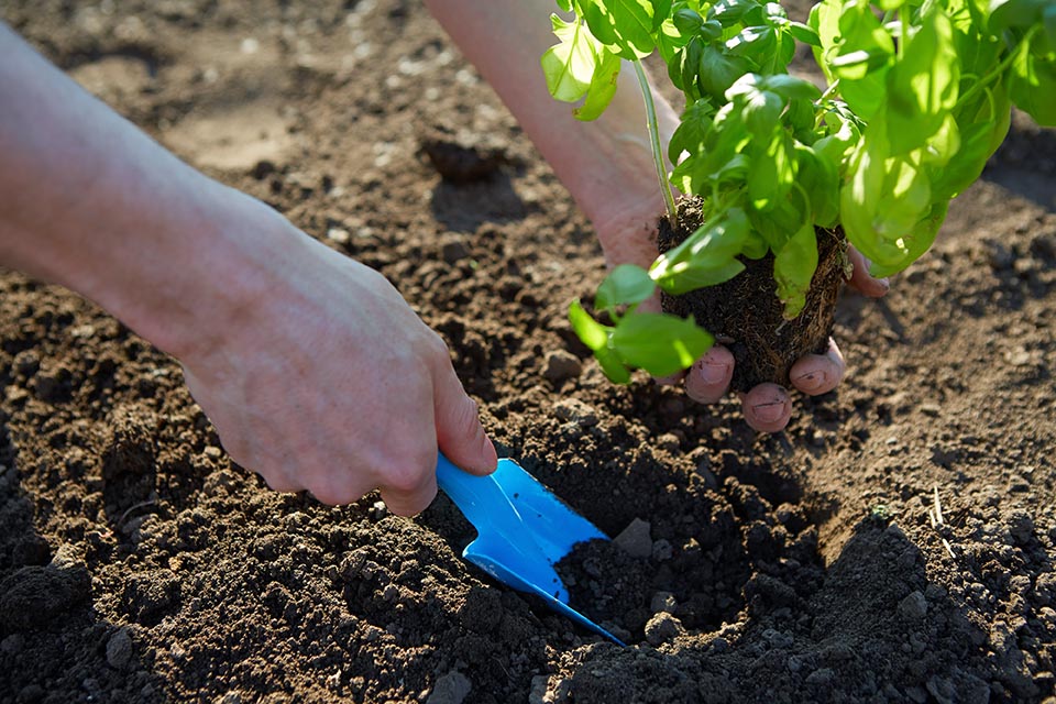 スコップで苗を植えるイメージ