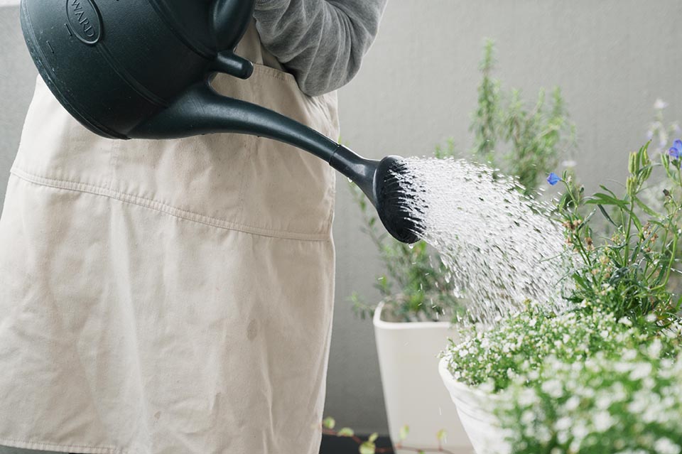 プランターに水やり中