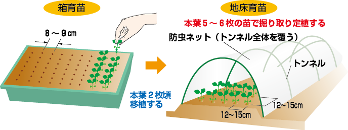 育苗箱