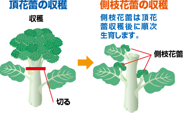 頂花蕾の収穫