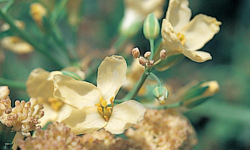 カリフラワーの花