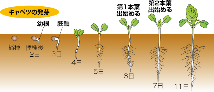 キャベツの発芽