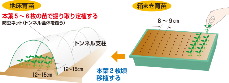 ケース育苗