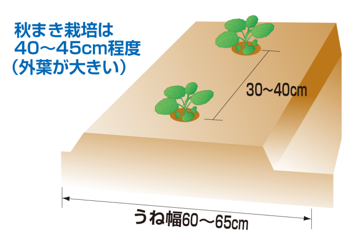 キャベツの定植