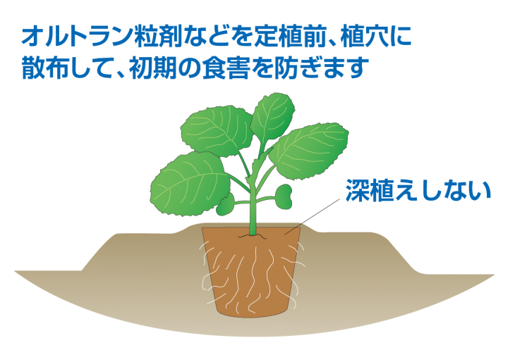 定植苗