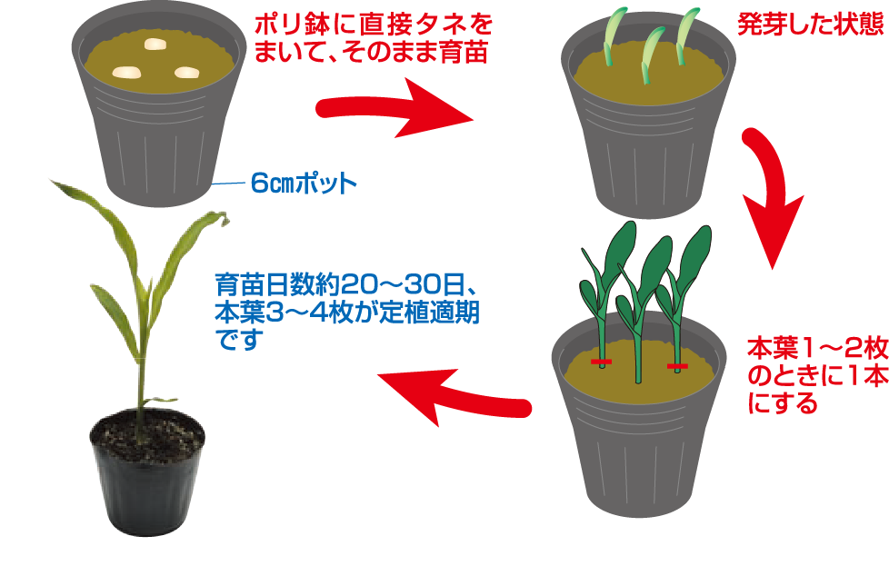 ポット育苗の場合