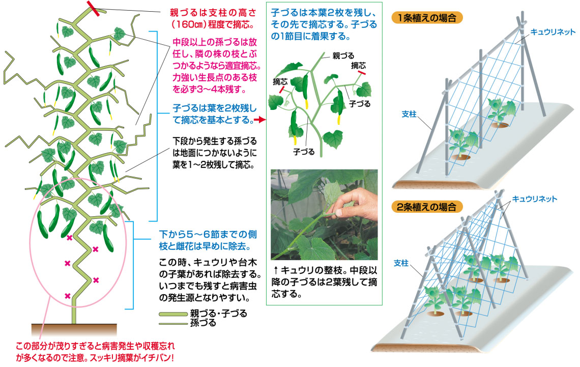  整枝方法