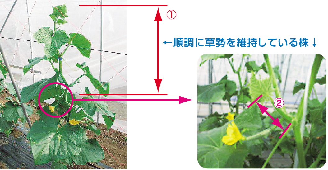 草勢判断