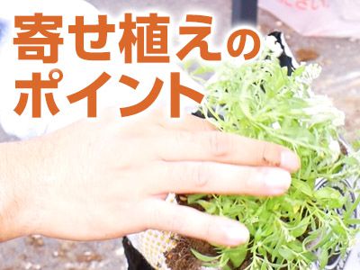 寄せ植えのポイント