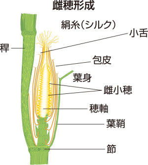 雌穂形成