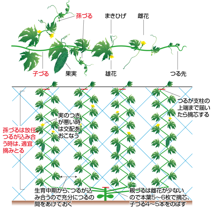 仕立て方2