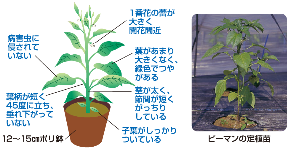 植えつけ適期