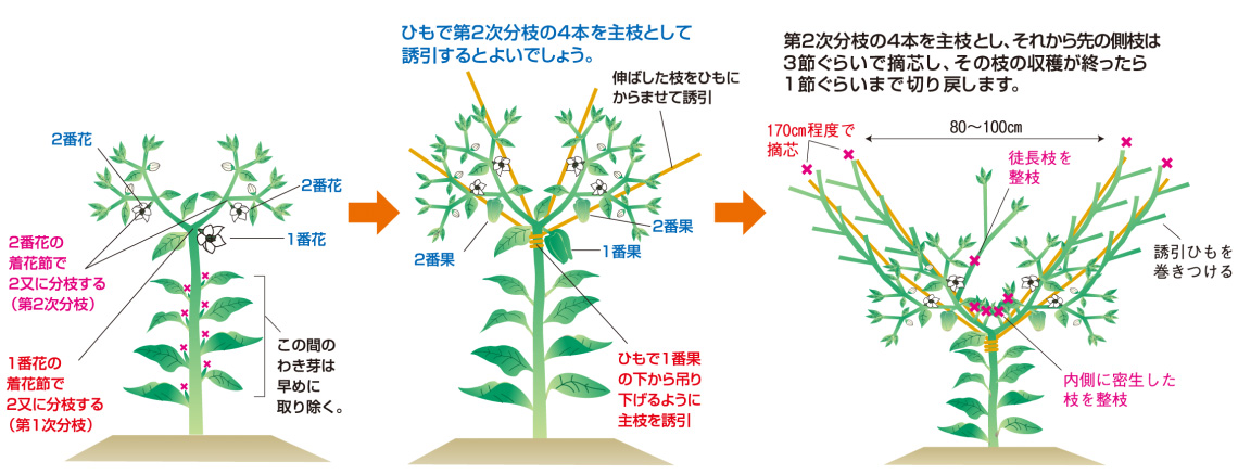 仕立て方