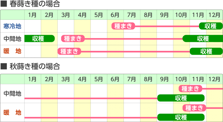 白ネギ育成スケジュール