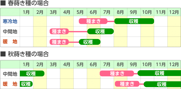 青ネギ育成スケジュール