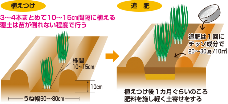 たねまき