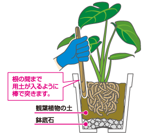 用土を入れ植え付ける