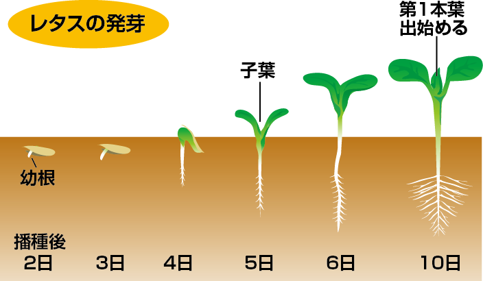 レタスの発芽