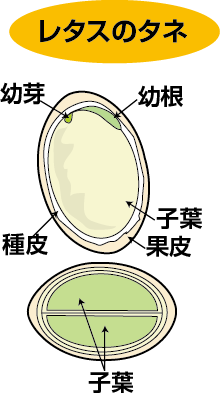 レタスの種