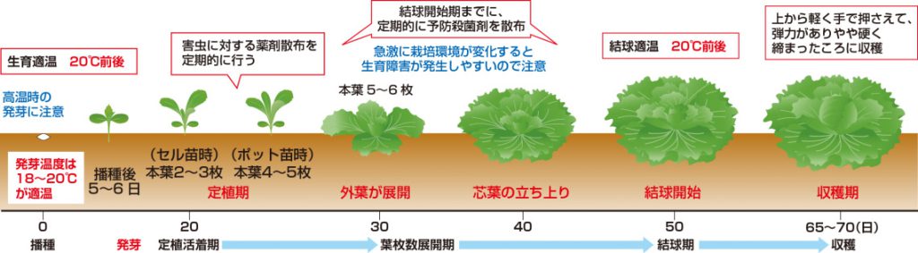 育成スケジュール