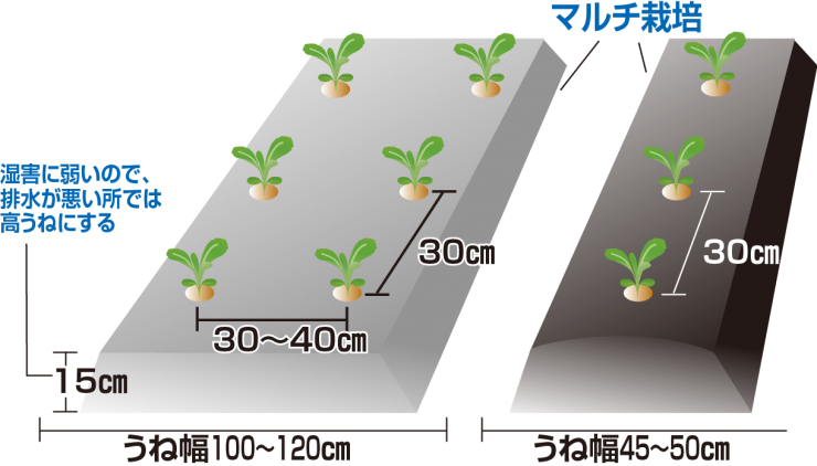 玉レタスの定植