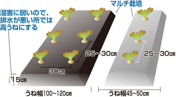 リーフレタスの定植