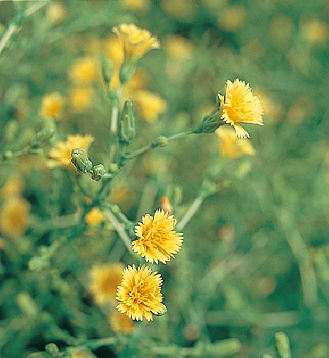 レタスの花芽分化