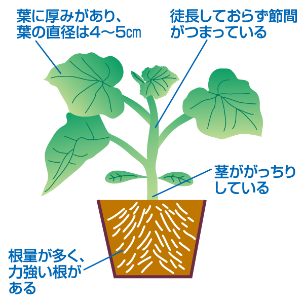 そろそろ育苗完了