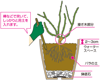 植え替え