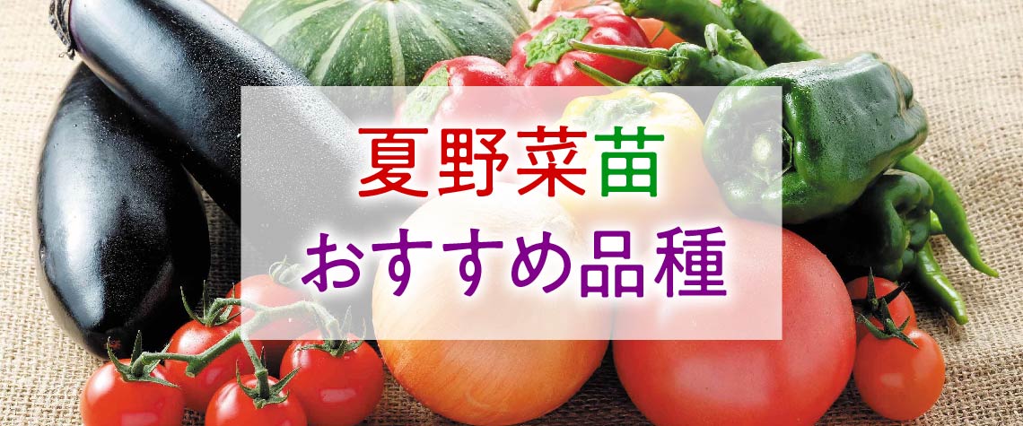 2023年夏野菜苗おすすめ品種