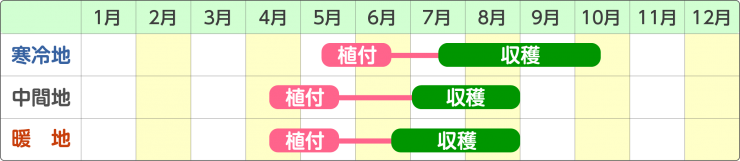 栽培スケジュール