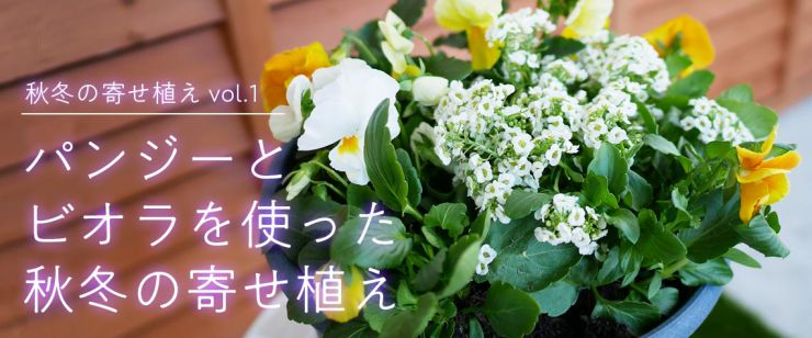 パンジービオラを使った秋冬の寄せ植え