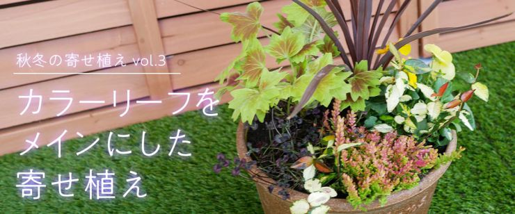 カラーリーフをメインにした寄せ植え