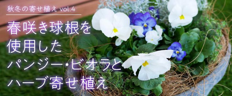 春咲き球根を使用したパンジービオラとハーブ寄せ植え