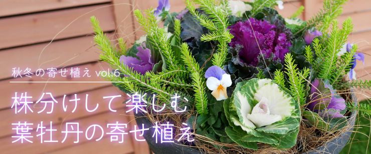 株分けして楽しむ葉牡丹の寄せ植え