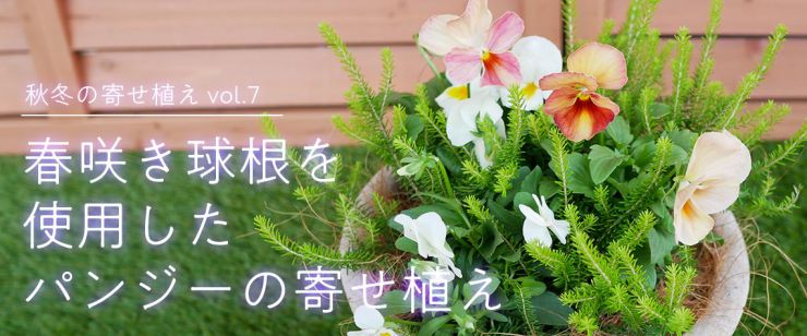 春咲き球根を使用したパンジーの寄せ植え