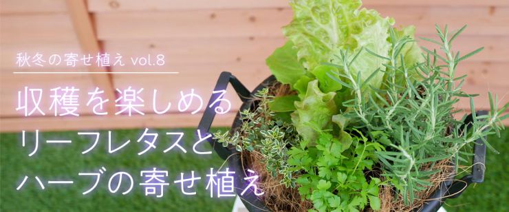 収穫を楽しめるリーフレタスとハーブの寄せ植え