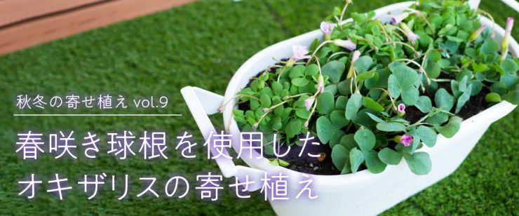 春咲き球根を使用したオキザリスの寄せ植え