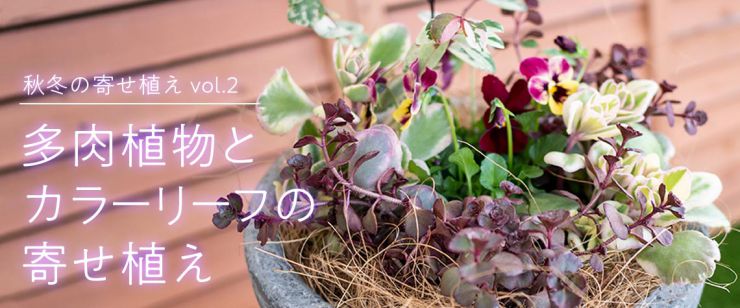 多肉植物とカラーリーフの寄せ植え