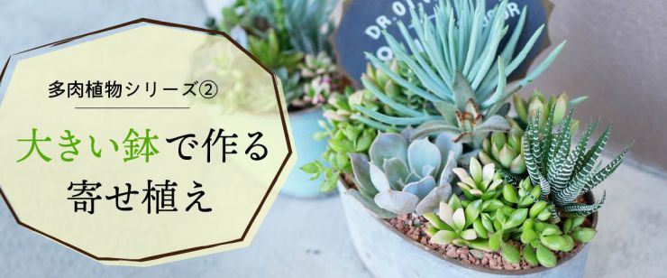 多肉植物の寄せ植え【大サイズ編】