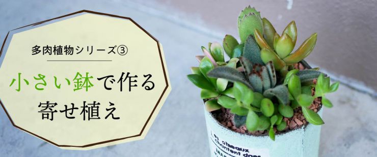 多肉植物の寄せ植え【小サイズ編】